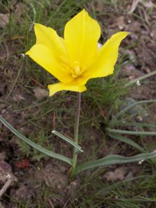 Tulipa kolpakowskiana