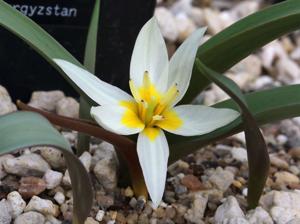 Tulipa jacquesii