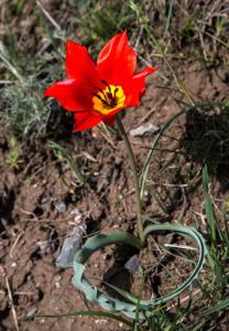 Tulipa ostrowskiana