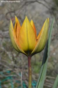 Tulipa orphanidea subsp. whittallii