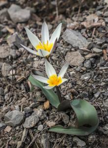 Tulipa jacquesii