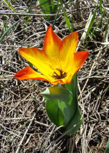 Tulipa zenaidae