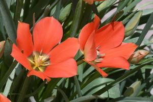 Tulipa linifolia