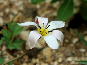 Tulipa clusiana f. cashmeriana