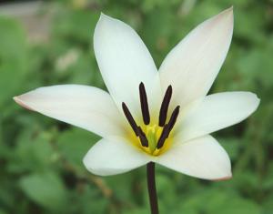 Tulipa clusiana