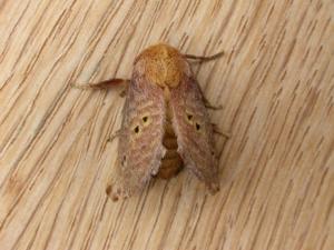 Doratifera quadriguttata