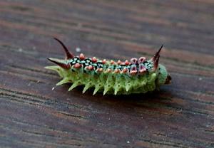 Doratifera quadriguttata