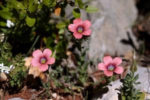Linum pubescens