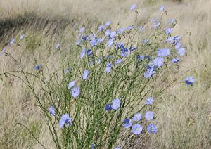Linum lewisii