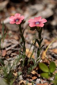 Linum pubescens