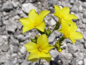 Linum ucranicum