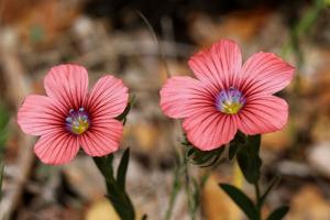 Linum pubescens
