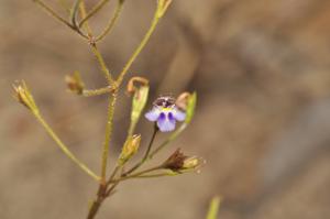 utils/thumbs/Linderniaceae/Lindernia_jqCQ6s5YfHhAxBapay2WSd.jpg