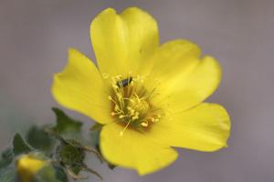 Mentzelia gracilenta 