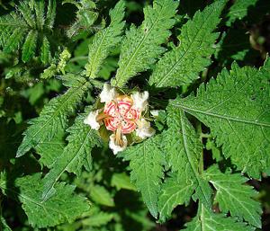 Nasa triphylla