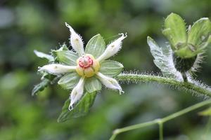 Nasa triphylla