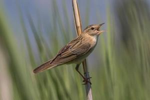 Locustella certhiola centralasiae