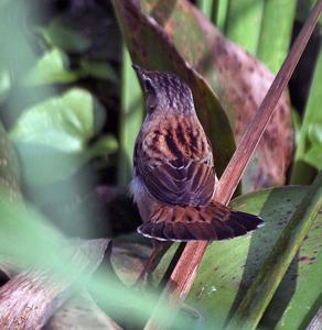 Locustella certhiola