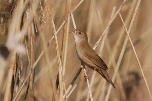 Locustella luscinioides