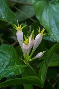 Spigelia marilandica