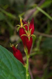 Spigelia marilandica