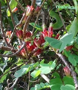 Tolypanthus lagenifer