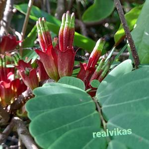 Tolypanthus lagenifer