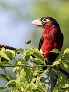 Pogonornis bidentatus