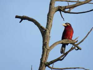 Pogonornis bidentatus