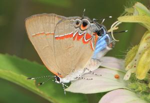 utils/thumbs/Lycaenidae/Calycopis_LtvT8RWtGiqMxXtd2gzwYa.jpg