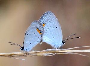 Cupido lacturnus