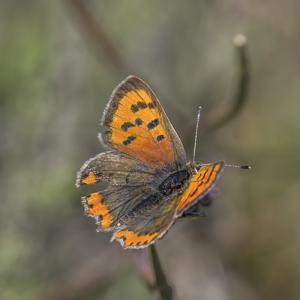 Lycaena phlaeas phlaeas
