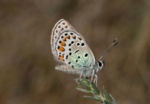 utils/thumbs/Lycaenidae/Rimisia_h2SvEeS2JqPknCJc8UsNAY.jpg