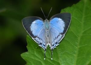 utils/thumbs/Lycaenidae/Tajuria_SwUvAQvn4DjADKqjeKoBJu.jpg