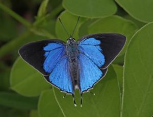 Tajuria cippus cippus
