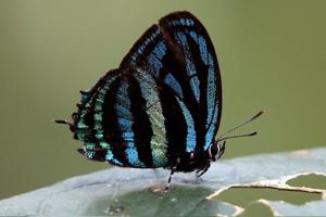 utils/thumbs/Lycaenidae/Thestius_2Zw6LBb6WqJkJVH5x3LSyu.jpg