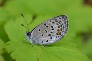 utils/thumbs/Lycaenidae/Tongeia_RKSiWVM2dpFV5VLU2FgrnN.jpg