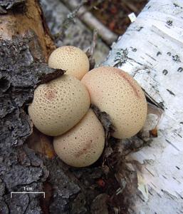 utils/thumbs/Lycoperdaceae/Apioperdon_Xu8Dhc2vvWvz5abTRrHBUp.jpg