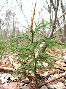 Dendrolycopodium obscurum