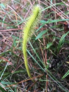 Lycopodiella alopecuroides