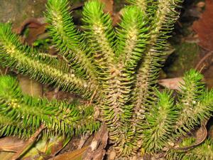 utils/thumbs/Lycopodiaceae/Phlegmariurus_ZWjTq2z4F3jLa5D4CbyduK.jpg