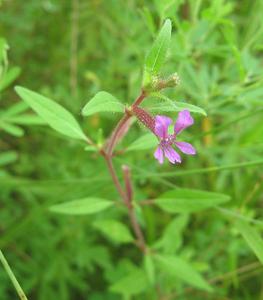 utils/thumbs/Lythraceae/Cuphea_5AQBkHt6BCrkmG3fHsCFhW.jpg