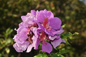 utils/thumbs/Lythraceae/Lagerstroemia_7yKwR98TtVoZ7UgUwQ5djG.jpg
