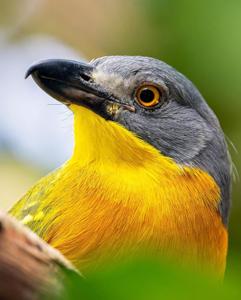 Malaconotus blanchoti