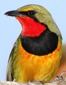 utils/thumbs/Malaconotidae/Telophorus_R3NC4smiXnPadR26S5Lvmq.jpg