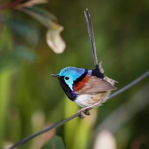 Malurus lamberti