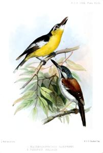 utils/thumbs/Maluridae/Sipodotus_R7cWkBFH5dWyJxE2dyuXZ5.jpg