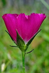 utils/thumbs/Malvaceae/Callirhoe_Fiuwzz36F8Vic5UsaNwnBY.jpg