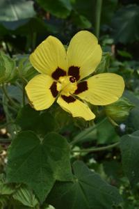 utils/thumbs/Malvaceae/Cenocentrum_WgkGZpEKcXNTJmh8MNbXiY.jpg