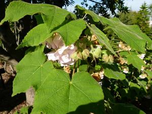 Dombeya burgessiae